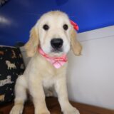 Maya Golden Retriever 01