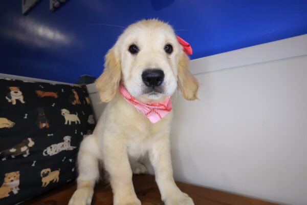 Maya Golden Retriever 01