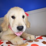 Maya Golden Retriever 02