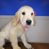 Maya Golden Retriever 03
