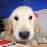 Maya Golden Retriever 04