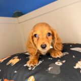 Melville Dachshund 01