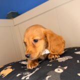 Melville Dachshund 02