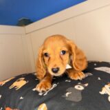 Melville Dachshund 03
