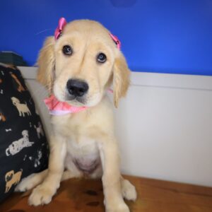 Morgan Golden Retriever 01 Morgan Golden Retriever 01