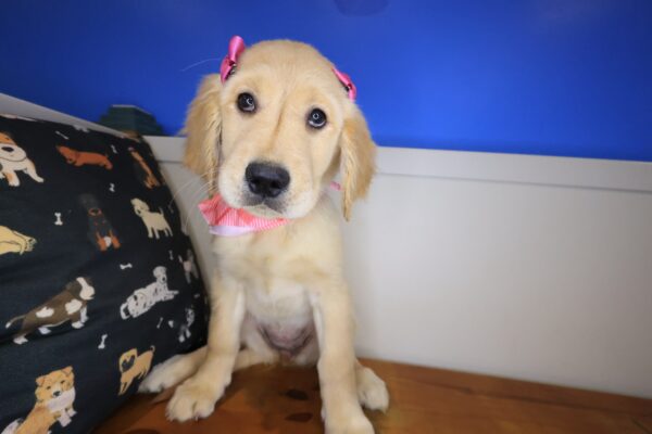Morgan Golden Retriever 01