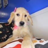 Morgan Golden Retriever 02