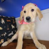 Morgan Golden Retriever 03
