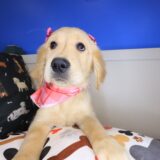Morgan Golden Retriever 04