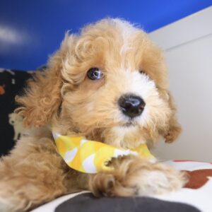 Mr. Fluff Poodle 01 Mr. Fluff Poodle 01