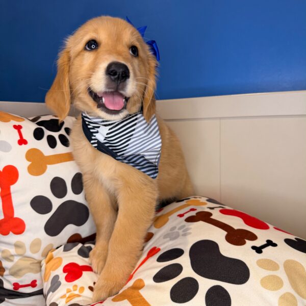 Oakley Golden Retriever 01