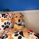 Oakley Golden Retriever 02