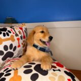 Oakley Golden Retriever 04