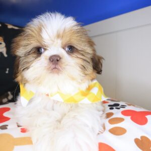 Pippa Shih Tzu 01 Pippa Shih Tzu 01