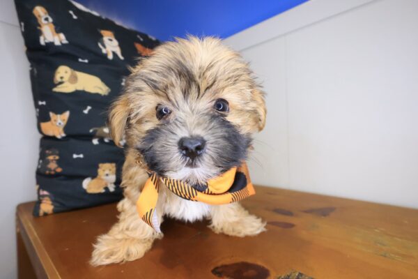 Randall Morkie 01