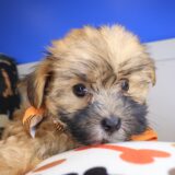 Randall Morkie 02
