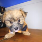 Randall Morkie 03