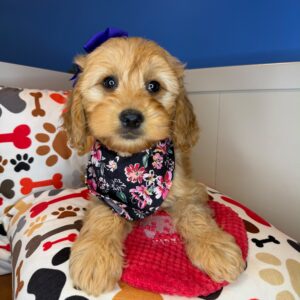 Saffron Goldendoodle 01 Saffron Goldendoodle 01