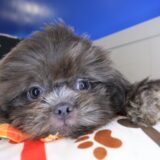 Santorini Shih Tzu 01