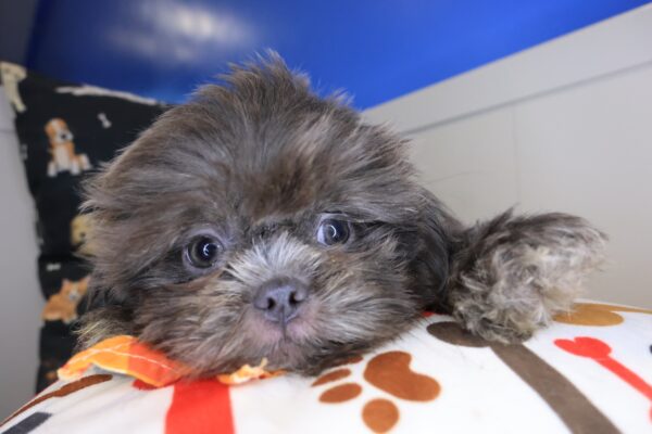 Santorini Shih Tzu 01