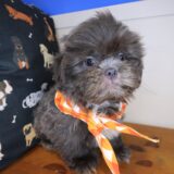 Santorini Shih Tzu 02