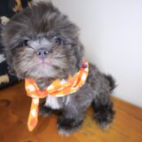 Santorini Shih Tzu 03