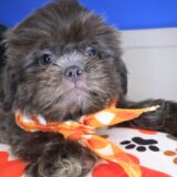 Santorini Shih Tzu 04