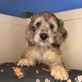 Savvy Goldendoodle 01