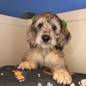 Savvy Goldendoodle 01