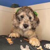 Savvy Goldendoodle 02