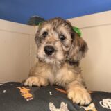 Savvy Goldendoodle 04