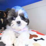 Seraph Shih Tzu 01