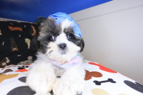 Seraph Shih Tzu 01