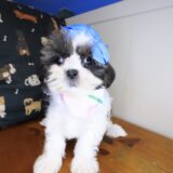 Seraph Shih Tzu 02