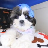 Seraph Shih Tzu 03