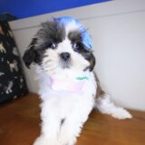Seraph Shih Tzu 04
