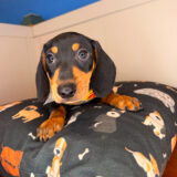 Smoky Dachshund 01