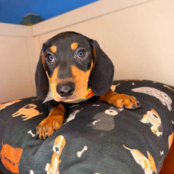 Smoky Dachshund 01