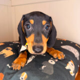 Smoky Dachshund 02
