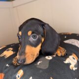 Smoky Dachshund 03