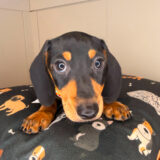 Smoky Dachshund 04