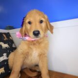 Snickers Golden Retriever 01