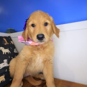 Snickers Golden Retriever 01 Snickers Golden Retriever 01