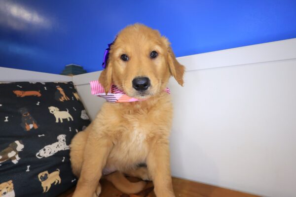Snickers Golden Retriever 01