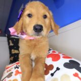 Snickers Golden Retriever 02