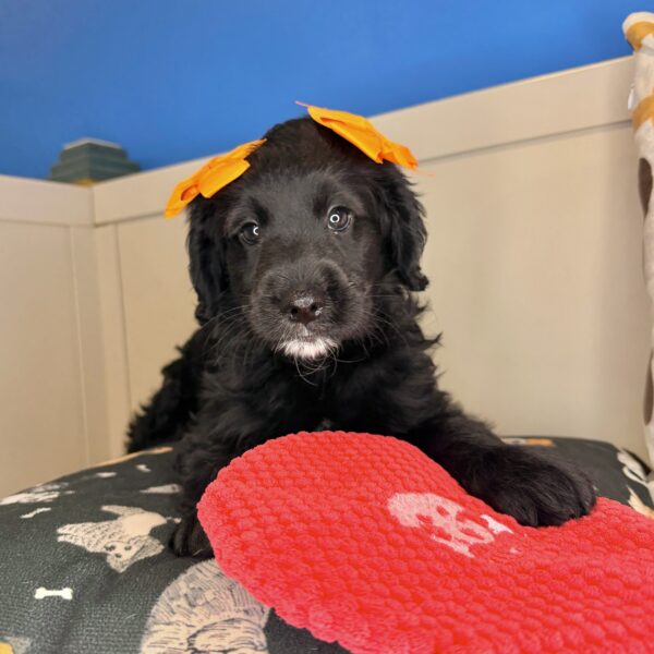 Spice Goldendoodle 01