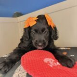 Spice Goldendoodle 02