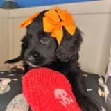 Spice Goldendoodle 03