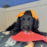 Spice Goldendoodle 04