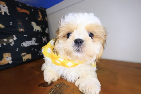 Tashi Shih Tzu 01